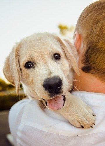 על מה כדאי להקפיד בזמן טיול עם הכלב?
