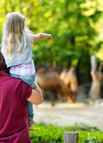 מה מחכה לכם ברוי בוי פארק? בואו ליהנות מחוויה בלתי נשכחת