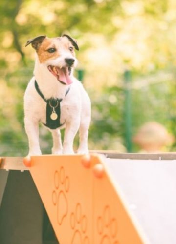 בעלי כלבים, לא צריך לעמוד בפקקים: אפשר להזמין ציוד לכלב עד הבית!